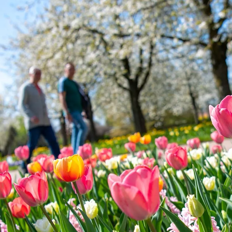 tulpen Dorfkirche in Rudow